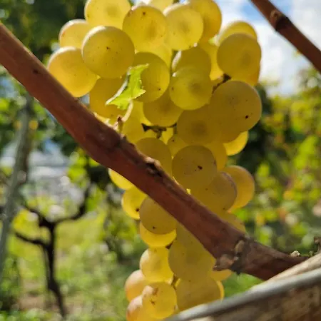Rocca Degli Olivi San Gimignano