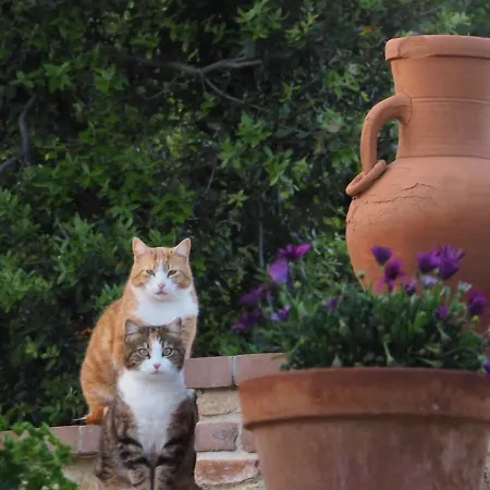 Rocca Degli Olivi San Gimignano