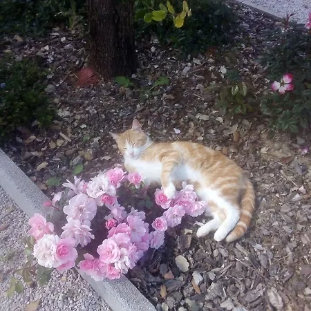 Rocca Degli Olivi San Gimignano